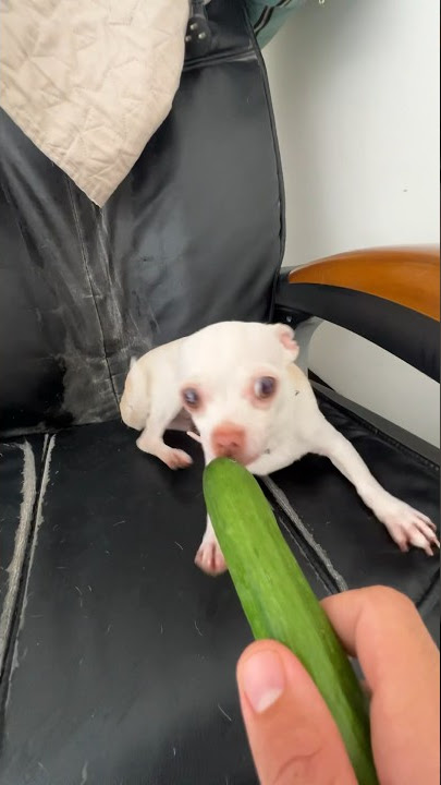 Doing Kuchi Kuchi with a cucumber🥒
