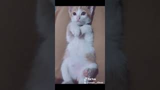Cute Little Orange Cats by Animals Love 37 views 5 years ago 4 minutes, 21 seconds