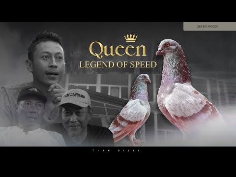 KISAH PERJALANAN MERPATI LEGENDARIS QUEEN