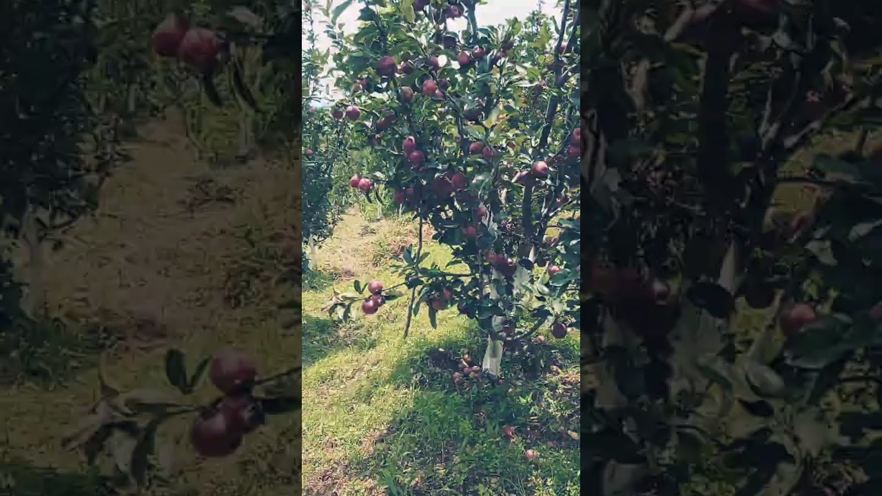 himachali  apple 💗💗💗💗