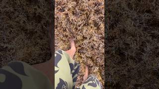 Seaweed in Delray Beach ￼