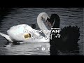 BLACK SWAN рџ ў BTS Audio Edit Bts Video JeonKuhu BLACK SWAN рџ ў BTS Audio Edit Bts Video JeonKuhu