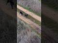 Fastest Duo Chase Ever – Rabbit dog! 🔥 #dogs #animals #rabbit #huntingdog #training