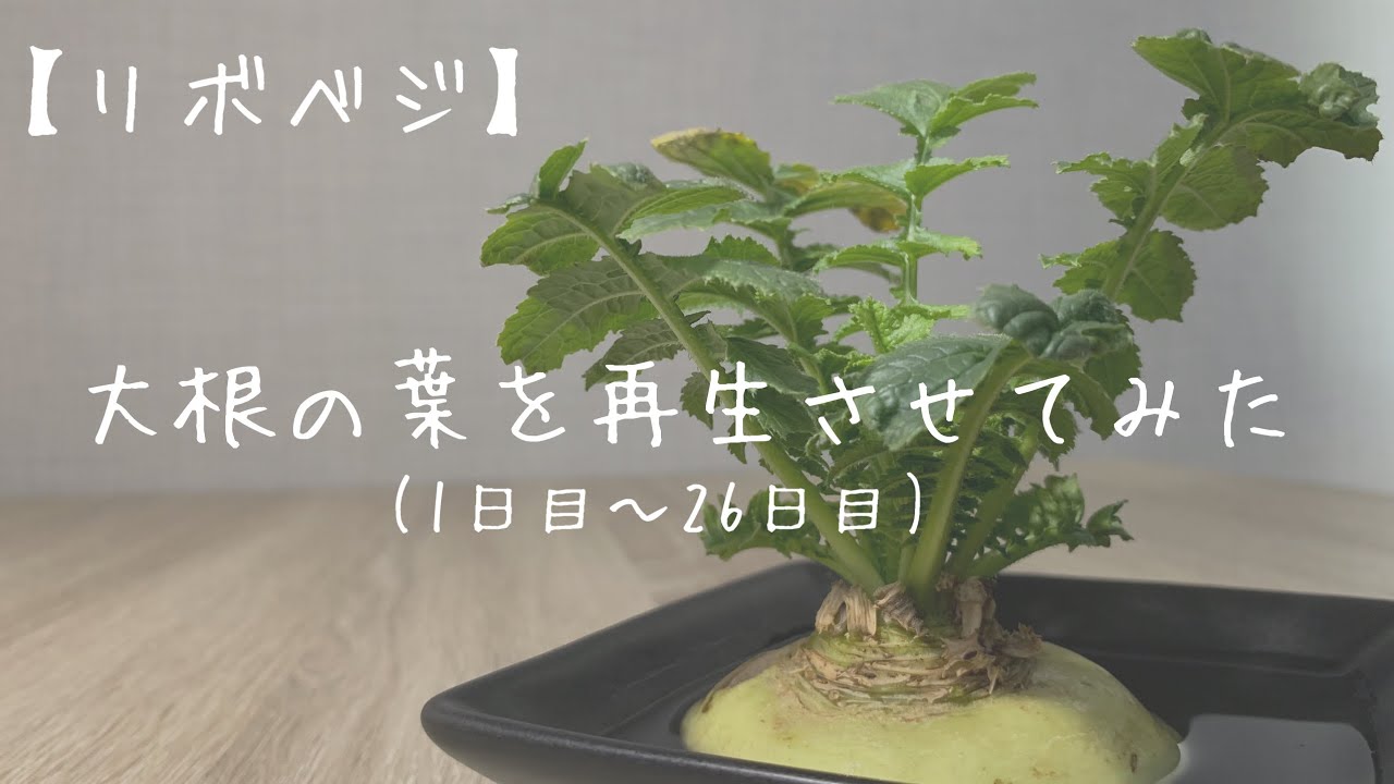 リボベジ 大根の葉を再生させてみた 1日目 26日目 Youtube リボベジ 大根の葉を再生させてみた 1日目 26日目 Youtube