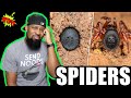 10 Most Venomous Spiders in the World ( REACTION )
