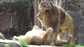 メスライオンの誘いを受けるか？💗ベストカップル【天王寺動物園】