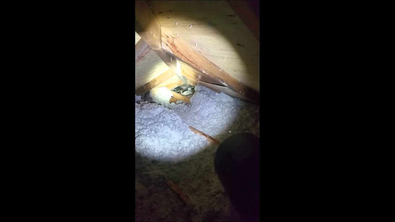 squirrels pizza Raccoons in a attic RichmondHill