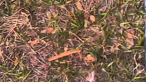 VIDEO0012