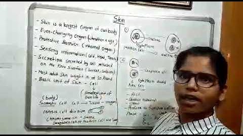 Introduction of skin ( Part - 1)