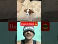 Dogesh bhai 🫣#youtubeshorts
