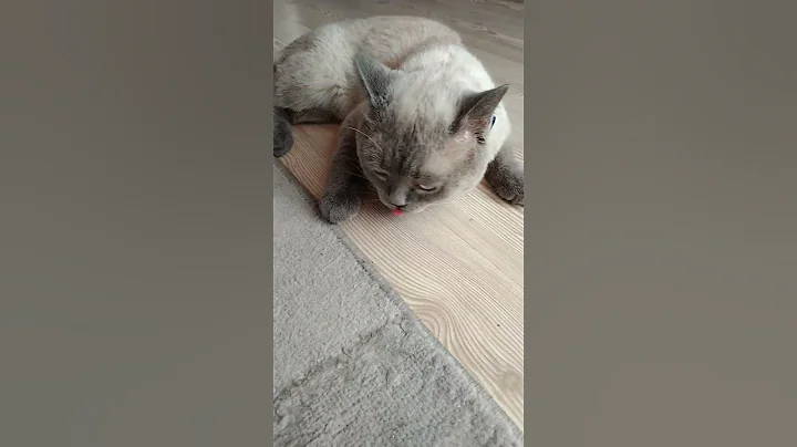 Video 10221391: cats catlover kitty cute, kitty catlover cats funny