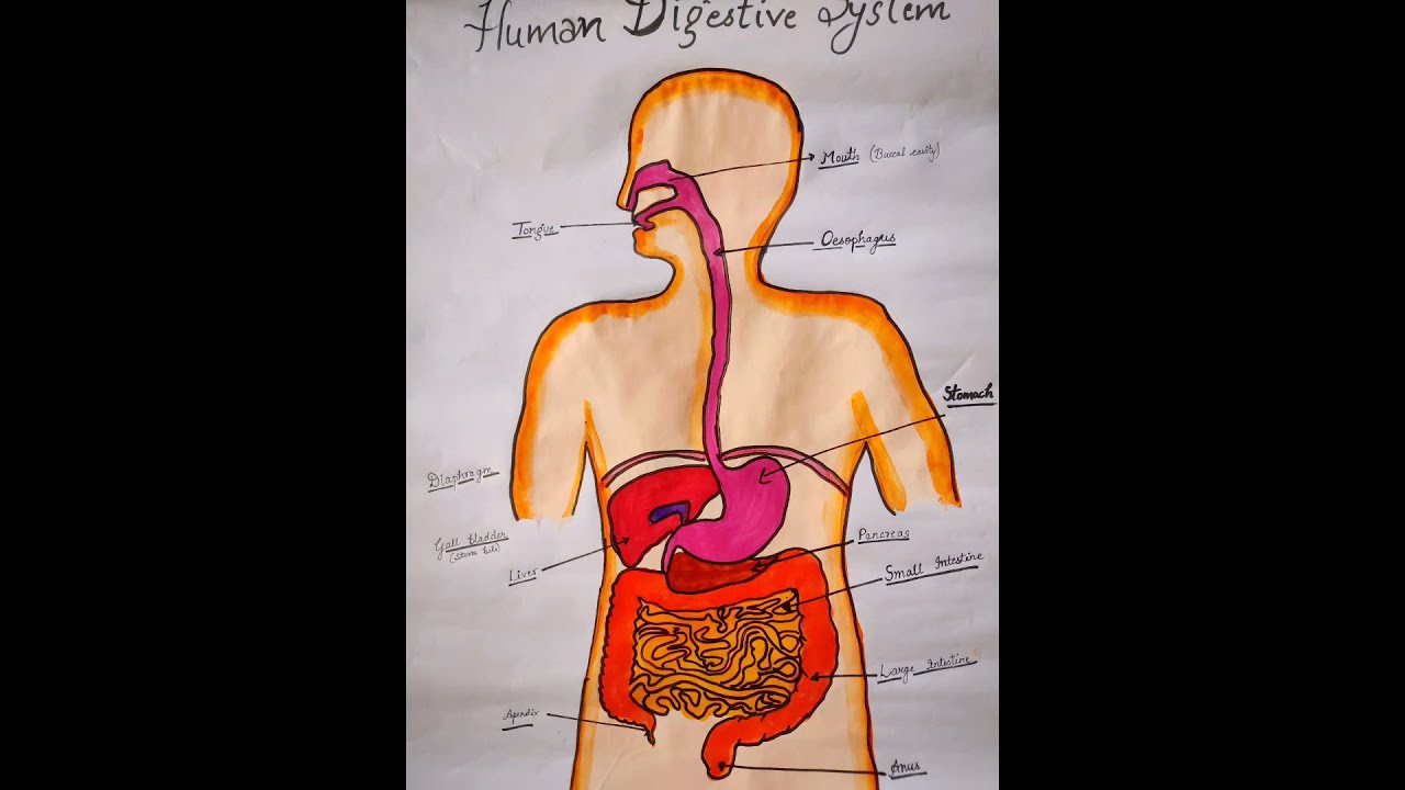 diagram of human digestive system class 10|human alimentary canal#digestion#sci project life process