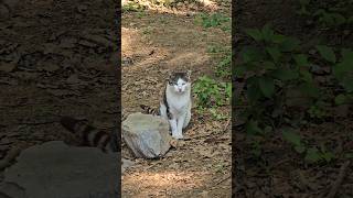 #개냥이 #꼬리살랑 #알고보니도도해 #cat #동물다큐 #고양이브이로그