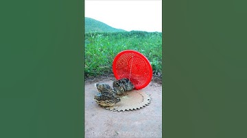 Best Unique Underground Bird Trap #shorts #create #traps