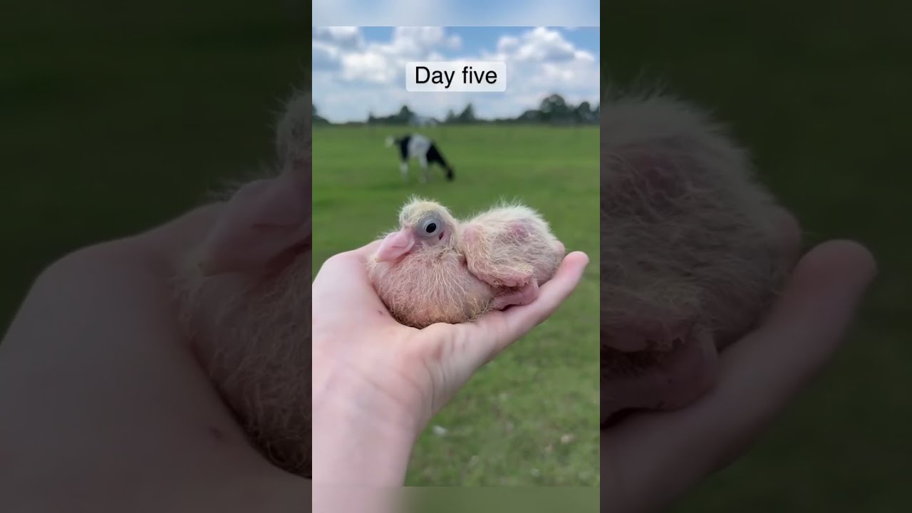 Baby Pigeons By MaryCarl