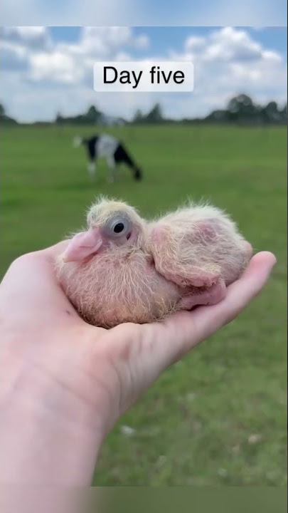 Baby pigeons by MaryCarl #pigeons