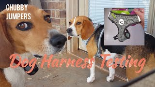 Testing a Dog Harness from Walmart Chubby Jumpers