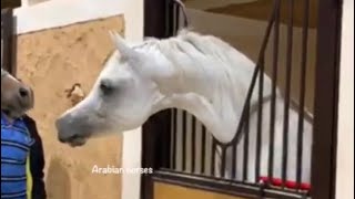 ARABIAN HORSES STALLION 👌🏻صهيل الخيل وحمحمة الخيل حصان عربي اصيل اسمع الطرب