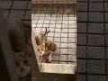 母猫は強し#shorts