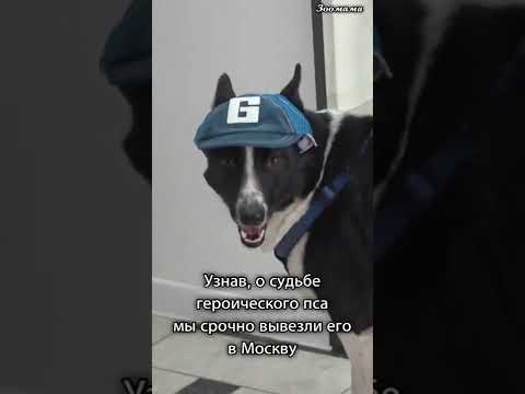 ПЁС ГЕРОЙ. Лапа