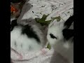 Los consejos comiendo 🐰🐇 rabbits