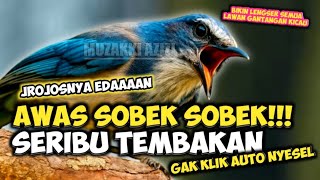 Download Lagu MATERI CANTIK AUTO SOBEK!!! MASTERAN SERIBU TEMBAKAN FULL JROJOS BIKIN LAWAN GANTANGAN KICAU AMPUN MP3 Download Lagu MATERI CANTIK AUTO SOBEK!!! MASTERAN SERIBU TEMBAKAN FULL JROJOS BIKIN LAWAN GANTANGAN KICAU AMPUN MP3