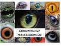Удивительные глаза животных часть 1