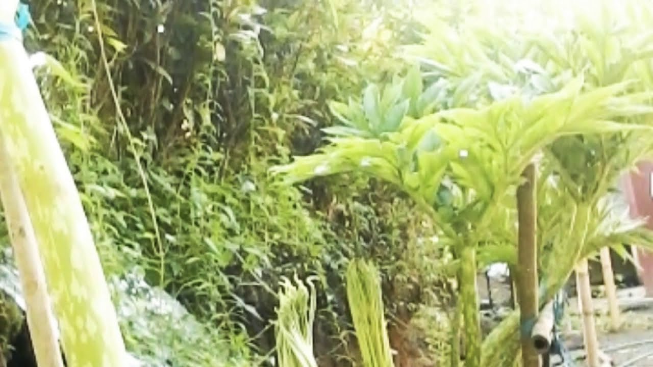 Ciri has Porang (lombos)