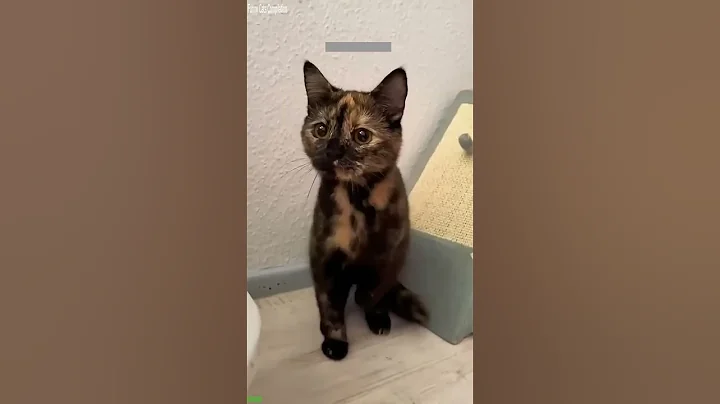 Video 11780651: funny cat talking, cat fight funny, funnycats, cute kitten