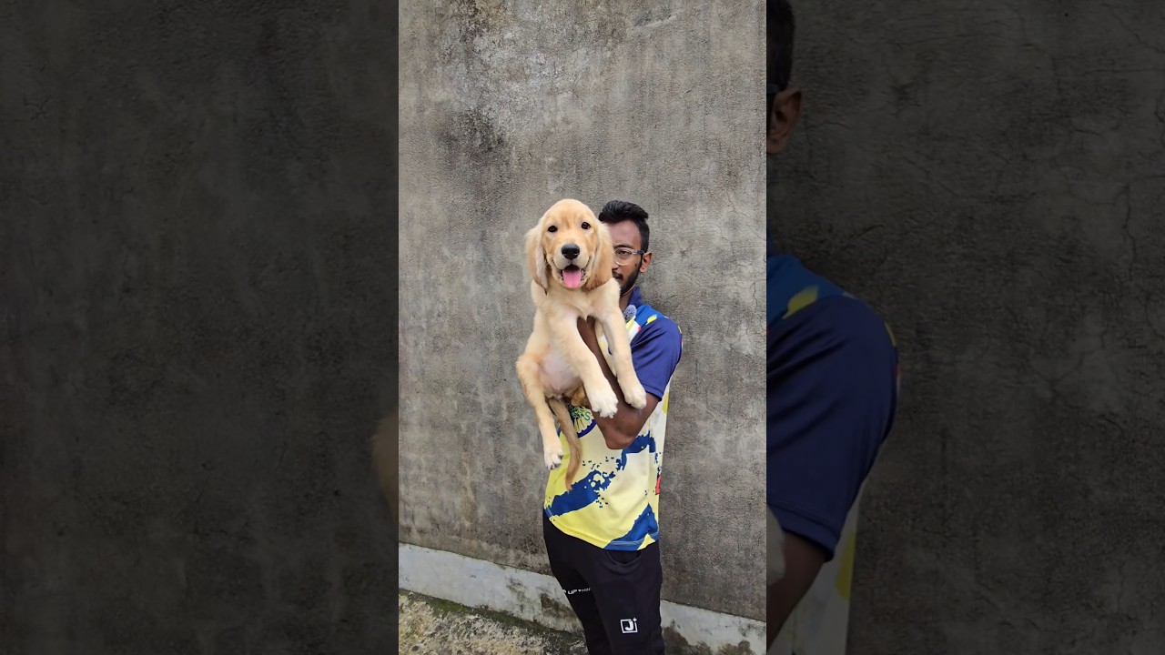 Golden Retriever in Low Price 😳 #shorts #dog #goldenretriever