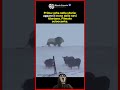 MAI VISTO PRIMA: il leone delle nevi tibetano appare in un video shock