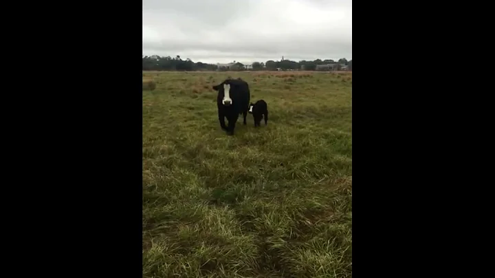 Cow brings baby over to show it off to owner