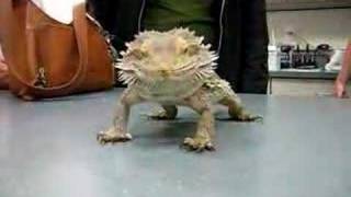 Kyle Eating A Super Worm