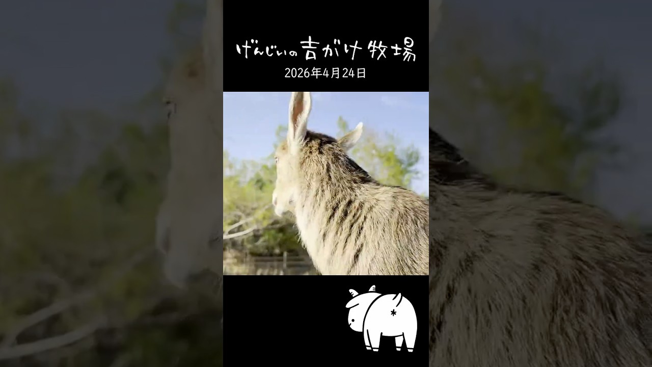 五感で癒やされる】走りまくる双子の子ヤギ姉妹！走る姿も可愛い鳴き声