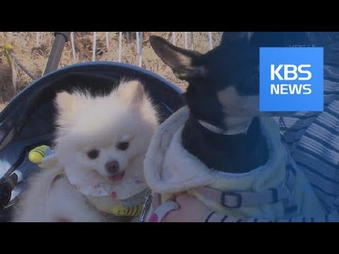 사전등록·교육 필수…달라지는 반려동물제도 / KBS뉴스(News)