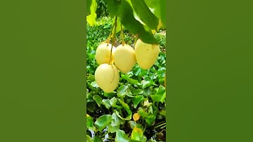 túi bao xoài cát  chu công ty Kim Đại Lợi