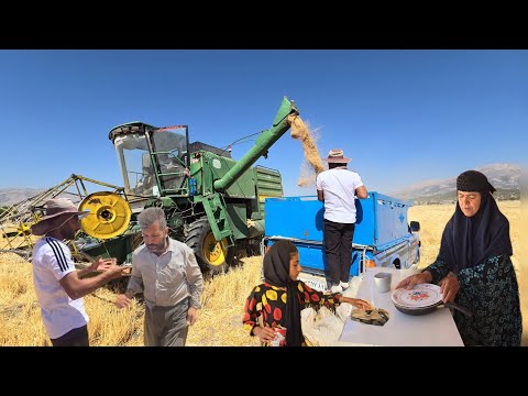 A trip to harvest wheat; precious gift from a videographer to grandmother!!🌾