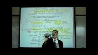 AMINO ACIDS & PROTEINS by Professor Fink