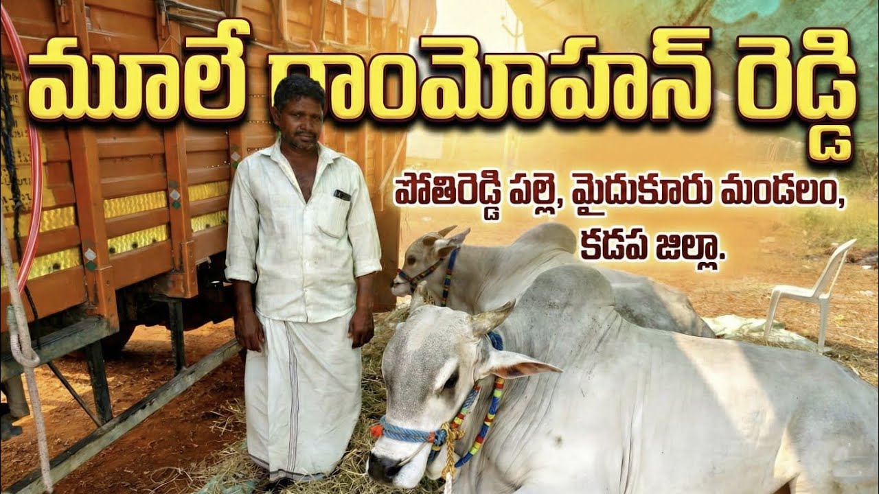 🚩2/3/2026 మాచిరెడ్డిపల్లె సేద్యపు విభాగం 18జత మూలే రాంమోహన్ రెడ్డి గారు పోతిరెడ్డిపల్లె