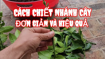 CÁCH CHIẾT NHÁNH CÂY ĐƠN GIẢN VÀ HIỆU QUẢ. Clip#166