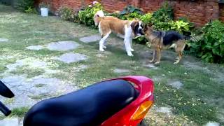 Saint Bernard and German Shepherd - Lara & Mala