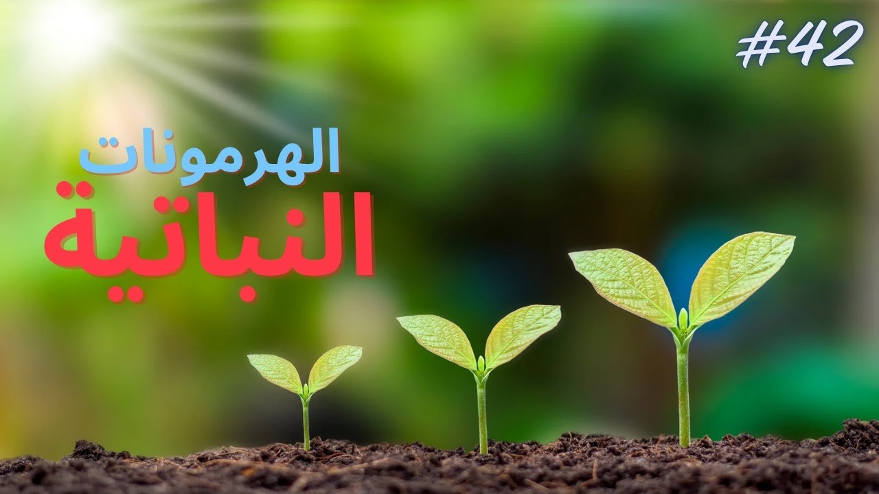 الهرمونات النباتية (الأوكسينات)