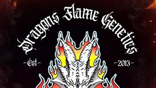 AGP: Interview with Dragons Flame Genetics