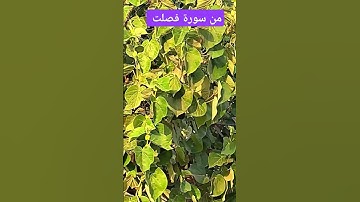 من سورة فصلت للشيخ محمد الفقيه
