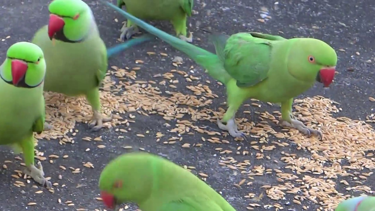 Rose ringed Parakeet 