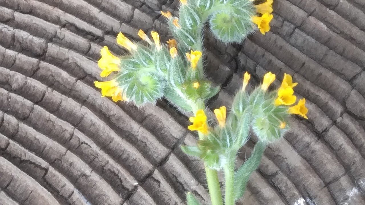 Fiddleneck- Plants toxic to Horses