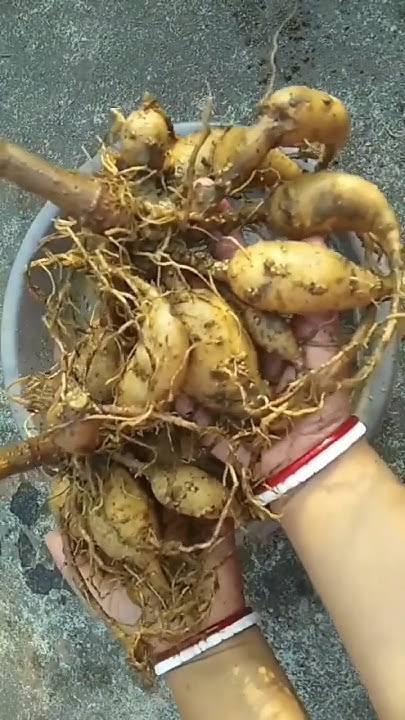 how-to-save-dahlia-tubers-for-next-season-savedahliabulbs