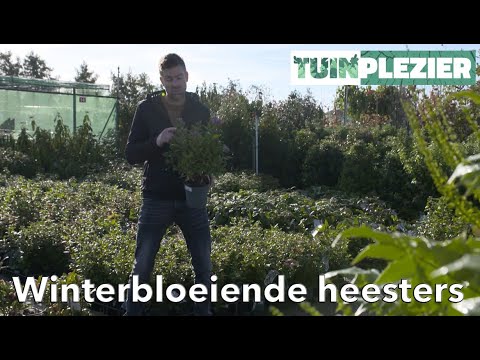 Bloeiende wintergroene sierheesters