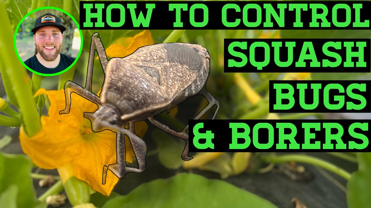 HOW TO CONTROL SQUASH BUGS & THE SQUASH VINE BORER ORGANICALLY YouTube