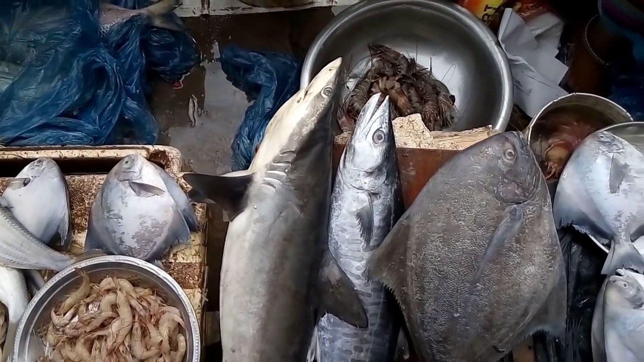 Large Fish Market In India 2017 Biggest Fish Market 2017 Cutting